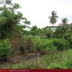 2.5 acre land in paddy fields