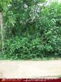 2.5 acre land in paddy fields