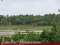 2.5 acre land in paddy fields