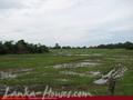 2.5 acre land in paddy fields