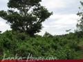 2.5 acre land in paddy fields