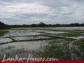 2.5 acre land in paddy fields