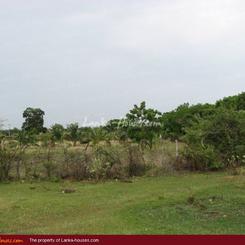 Bare land on the Yoda lake near Kirinda. 2.5 acre