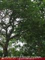 Land on the lake. 3 acre