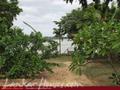 Full Nature garden. Yoda lake. 2 acre
