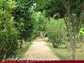 Full Nature garden. Yoda lake. 2 acre