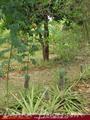 Full Nature garden. Yoda lake. 2 acre