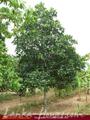 Full Nature garden. Yoda lake. 2 acre