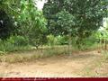 Full Nature garden. Yoda lake. 2 acre