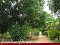 Full Nature garden. Yoda lake. 2 acre