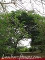 Full Nature garden. Yoda lake. 2 acre