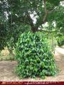 Full Nature garden. Yoda lake. 2 acre