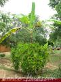 Full Nature garden. Yoda lake. 2 acre