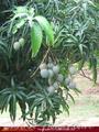 Full Nature garden. Yoda lake. 2 acre