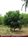Full Nature garden. Yoda lake. 2 acre