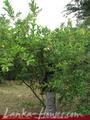 Full Nature garden. Yoda lake. 2 acre