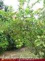 Full Nature garden. Yoda lake. 2 acre