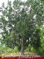 Full Nature garden. Yoda lake. 2 acre