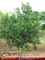 Full Nature garden. Yoda lake. 2 acre