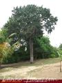 Full Nature garden. Yoda lake. 2 acre