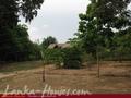 Full Nature garden. Yoda lake. 2 acre