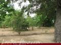 Full Nature garden. Yoda lake. 2 acre