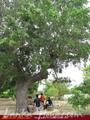 Full Nature garden. Yoda lake. 2 acre