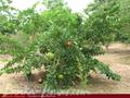 Full Nature garden. Yoda lake. 2 acre