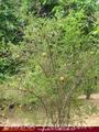 Full Nature garden. Yoda lake. 2 acre