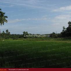 Land for Sale 3.5 km from Mirissa