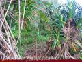 Land with ocean view on the top of the hill in Unawatuna