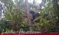 Beach property in Dickwella with house