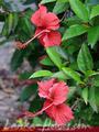 VILLA HIBISCUS