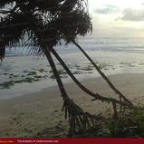 Beach land in Ahangama. 55 perch.