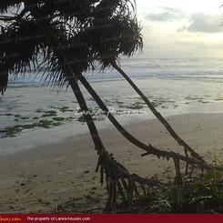 Beach land in Ahangama. 55 perch.