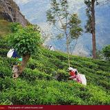 Tea plantation. 40 acre.