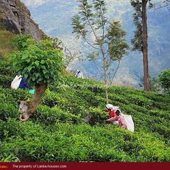 Tea plantation. 40 acre.