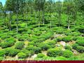 Tea plantation. 40 acre.