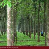 Rubber plantation near Colombo.