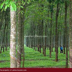 Rubber Plantation Near Colombo., Bandarawela, Badulla, Central, Sri ...