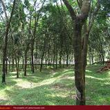 Rubber and pepper plantation near Bandarawela