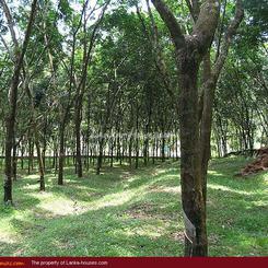 Rubber and pepper plantation near Bandarawela
