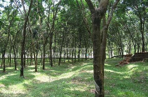 Rubber and pepper plantation near Bandarawela