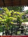 THE OASIS VILLA