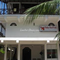 BABY RED FISH Guesthouse