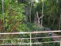 JUNGLE HOLIDAY HOME