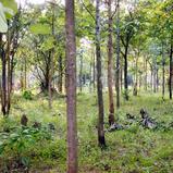 Jungle Land in Mountain area. 35 acre.