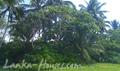 Beach land in Talala with ruined house