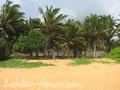 Beach land in Boosa, with coconut palms.