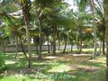 Beach land in Boosa, with coconut palms.